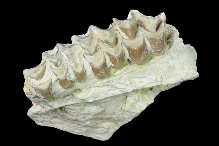 Oreodont (Merycoidodon) Jaw Section - South Dakota #140920